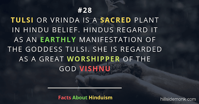 Fact About Hinduism 28 TULSI IS A SACRED PLANT 